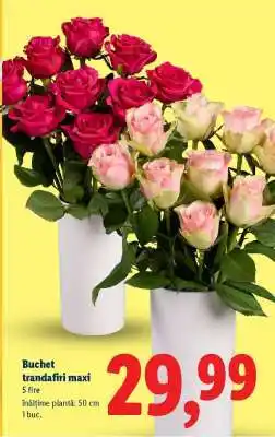 Lidl Buchet trandafiri maxi Ofertă