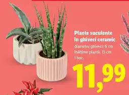 Lidl Plante suculente în ghiveci ceramic Ofertă