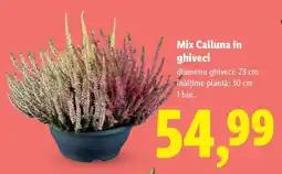 Lidl Mix Calluna în ghiveci Ofertă