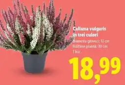 Lidl Calluna vulgaris în trei culori Ofertă