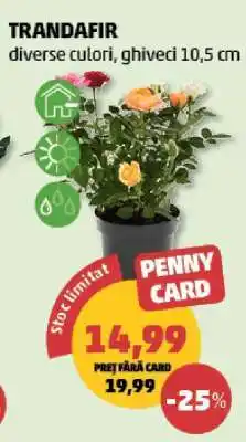 Penny TRANDAFIR Ofertă