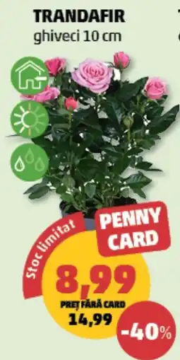 Penny Penny Card trandafir ghiveci 10 cm Ofertă