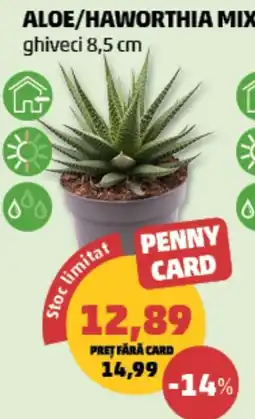 Penny Penny Card Aloe/Haworthia Mix Ofertă