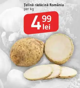Țelină rădăcină România