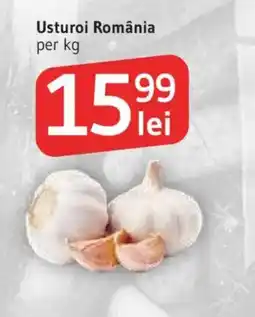 Supeco Usturoi România Ofertă