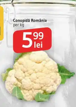 Supeco Conopidă România Ofertă