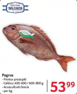 Selgros Selgros Pagrus Ofertă