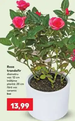 Kaufland Rosa - trandafir Ofertă