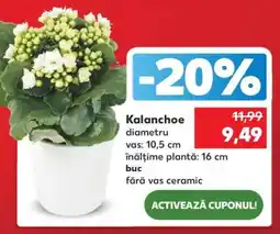 Kaufland Kalanchoe Ofertă