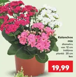 Kaufland Kalanchoe Mix Ofertă