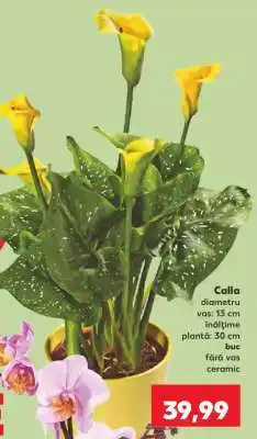 Kaufland Calla Ofertă