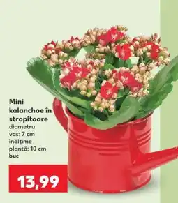 Kaufland Mini kalanchoe în stropitoare Ofertă