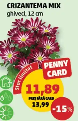 Penny Penny Card Crizantema Mix Ofertă