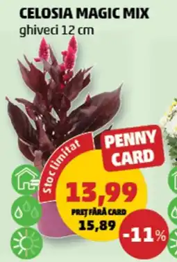 Penny Penny Card celosia magic mix Ofertă