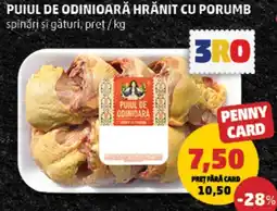 Penny Puiul de Odinioară hrănit cu porumb Ofertă