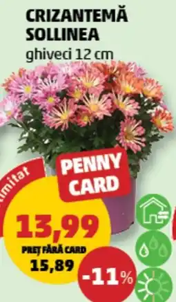 Penny Penny Card Crizantemă Sollinea Ofertă