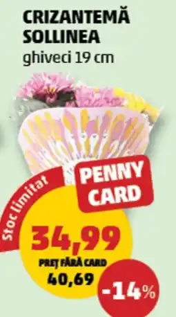 Penny Sollinea crizantemă Ofertă