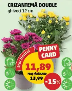 Penny Penny Card crizantemă double Ofertă