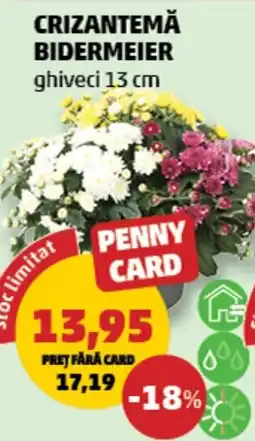 Penny Penny Card crizantemă bidermeier Ofertă