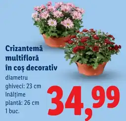 Lidl Crizantemă multifloră în coș decorativ Ofertă
