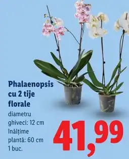 Lidl Phalaenopsis cu 2 tije florale Ofertă