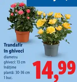 Lidl Trandafir în ghiveci Ofertă