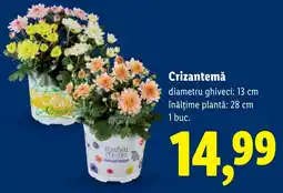 Lidl Crizantemă Ofertă