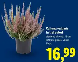 Lidl Calluna vulgaris Ofertă