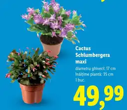 Lidl Cactus Schlumbergera maxi Ofertă