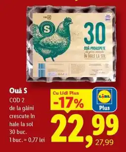 Lidl Ouă S Ofertă