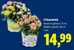 Lidl Crizantema Ofertă