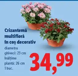 Lidl Crizantemă multifloră în coș decorativ Ofertă