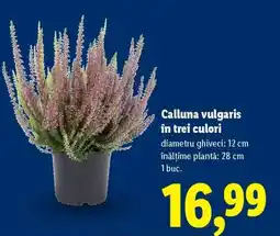Lidl Calluna vulgaris în trei culori Ofertă