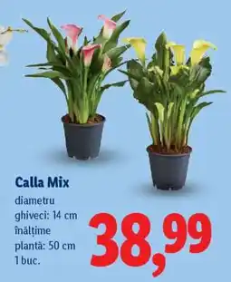 Lidl Calla Mix Ofertă