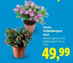 Lidl Cactus Schlumbergera maxi Ofertă