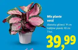 Lidl Mix plante verzi Ofertă