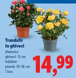 Lidl Trandafir în ghiveci Ofertă