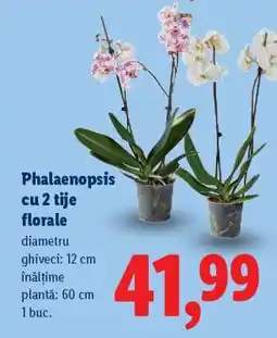 Lidl Phalaenopsis cu 2 tije florale Ofertă
