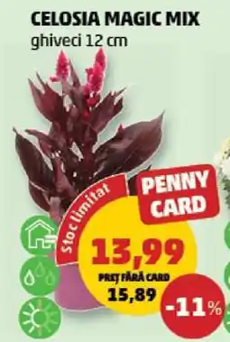 Penny CELOSIA MAGIC MIX Ofertă
