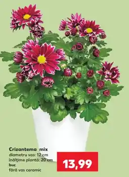 Kaufland Crizantema mix Ofertă