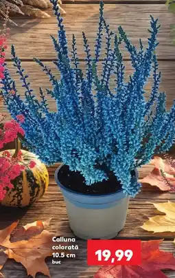 Kaufland Calluna colorată Ofertă
