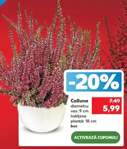 Kaufland Calluna Ofertă