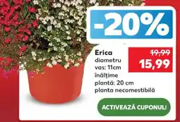 Kaufland Erica Ofertă