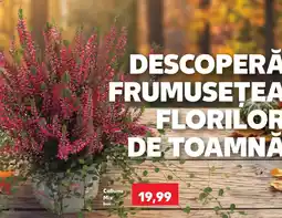 Kaufland Calluna Mix Ofertă