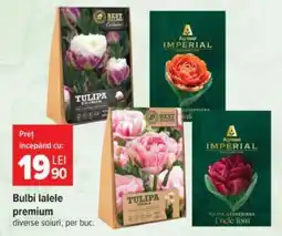 Carrefour Bulbi lalele premium Ofertă