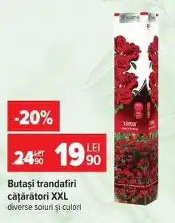 Carrefour Butași trandafiri cățărători XXL Ofertă