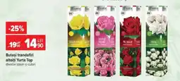 Carrefour Butași trandafiri altoiți Yurta Top Ofertă