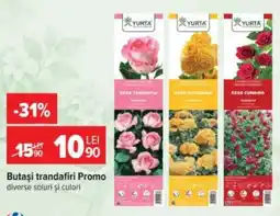 Carrefour Butași trandafiri Promo Ofertă