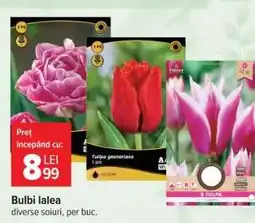 Carrefour Bulbi lalea Ofertă