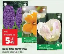Carrefour Bulbi flori primăvară Ofertă